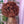 BeQueen €179=3 “Miki” wigs Glueless Pixie Wig