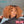 BeQueen 99.9€ = 1 glueless wig “Annie” Custom Wig Bob Curly wave Ready to wear 4x4