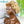 Bequeen “Coco” Wig Honey and Blonde Root