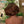 BEQUEEN 3 PERUCAS COMBO N.º 349