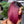 BEQUEEN 6 Combo Perücken Nr.219 