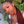 BeQueen Full lace braids wig Ghana braids 100% synthetic fiber Natural scalp CRAZY low price