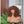 BeQueen “Jackie” Perruque Bob Kinky Curly Marron avec Frange à la machine